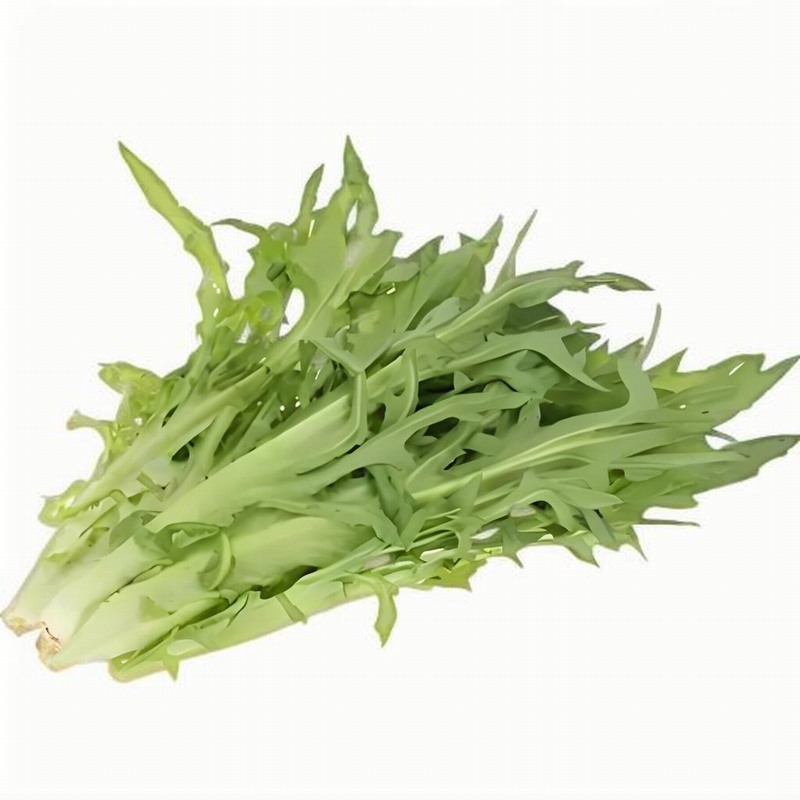 苦麦菜