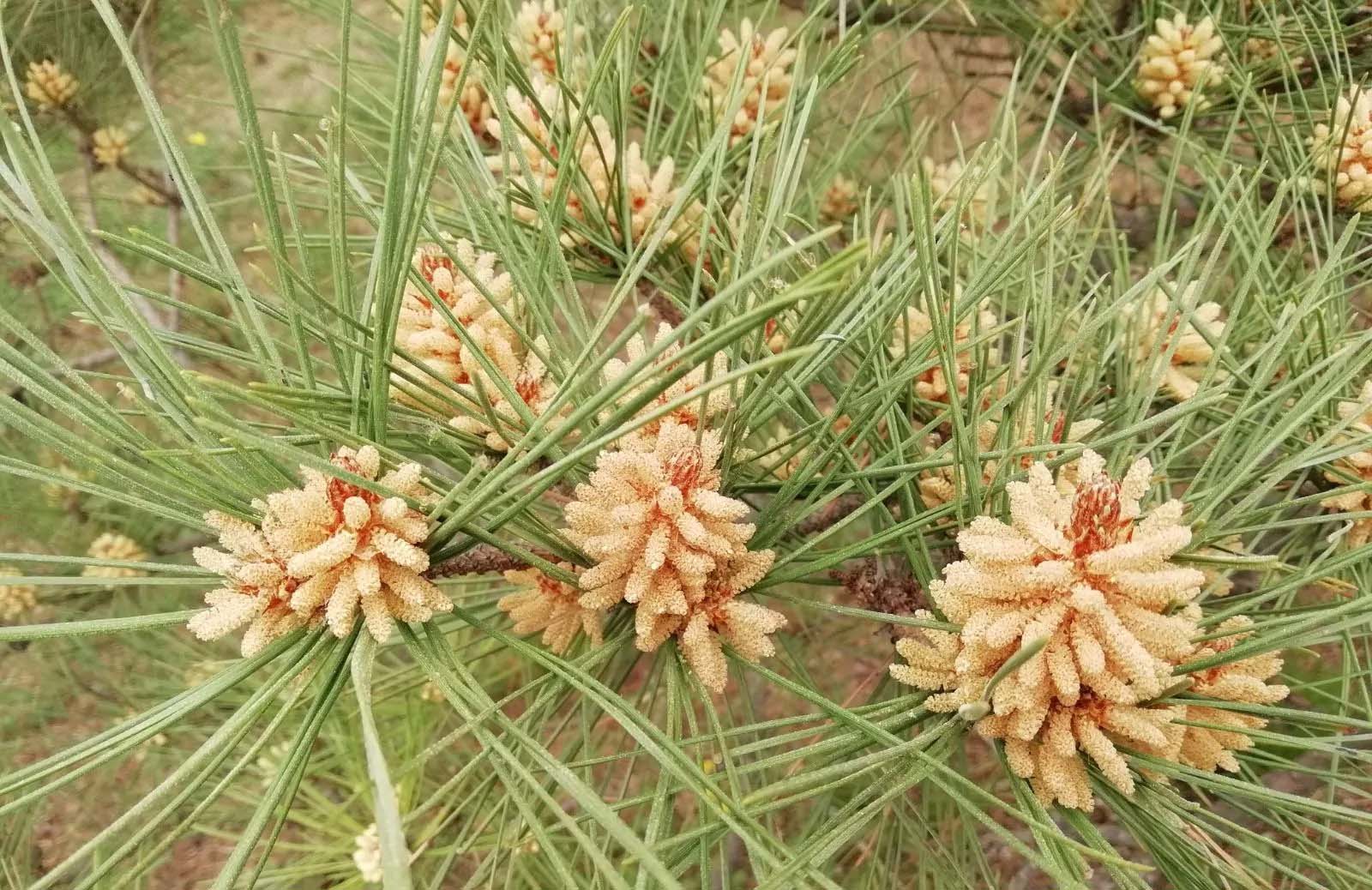 松花